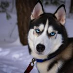 ile żyją husky